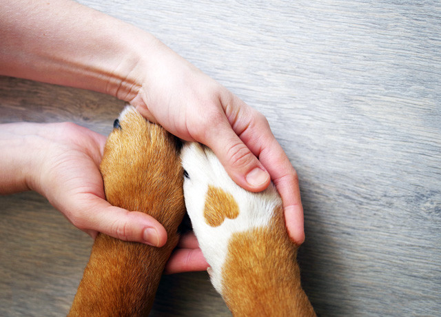 Taking Care of a Dog's Paws: Everything You Need to Know