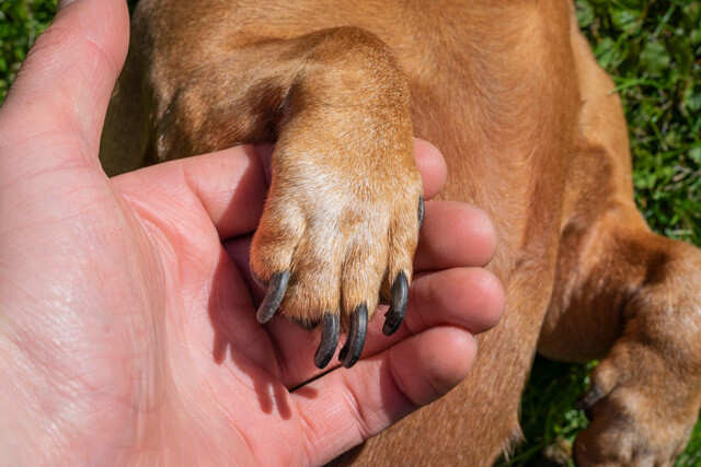 why does my dog lift one paw while sitting