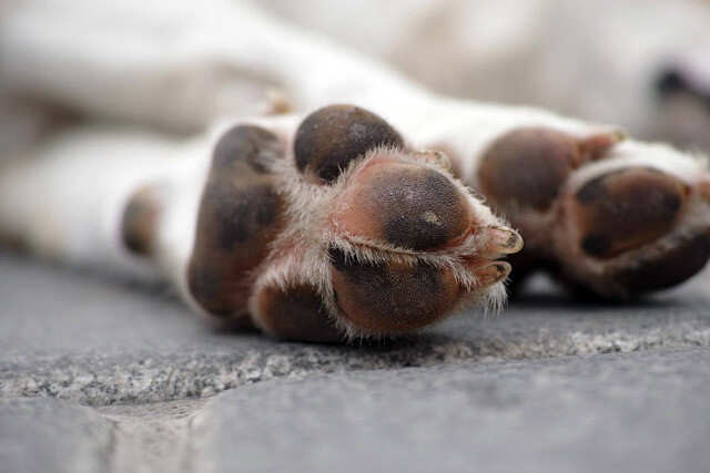 Check Their Paws Regularly