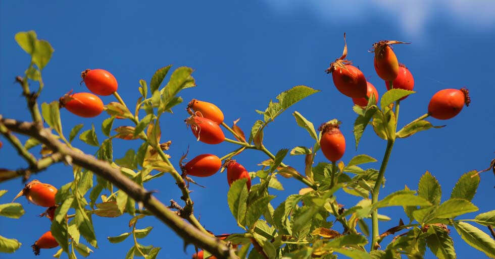 Universal All-Rounder: Rosehip Oil For Skin - Vimarsana News