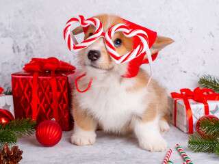 Tips To Have A Perfect Christmas Celebration With Your Pets