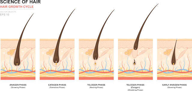 Hair Growth Cycle Infographic