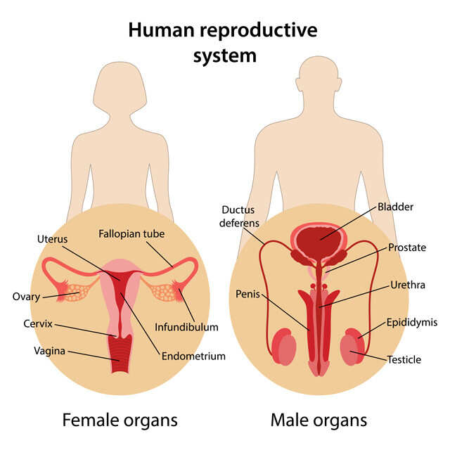 human reproductive system diagram for kids