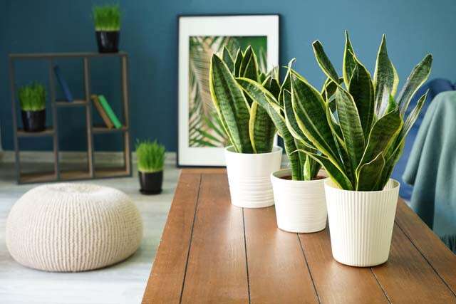 Incorporating Indoor Trees and Plants into Your Home Décor - Royal City  Nursery - Blog
