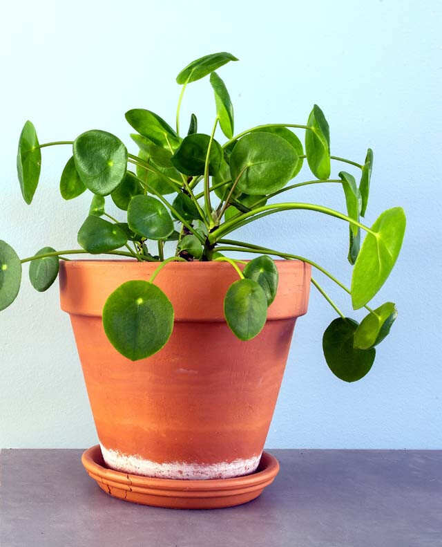 Easy to maintain home décor plants | Femina.in