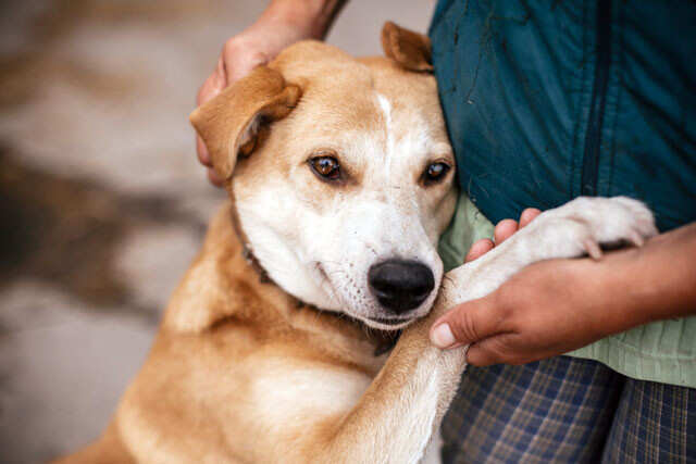 do search and rescue dogs like their jobs