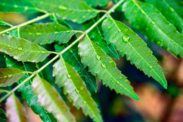 Benefits Of Neem Face Pack