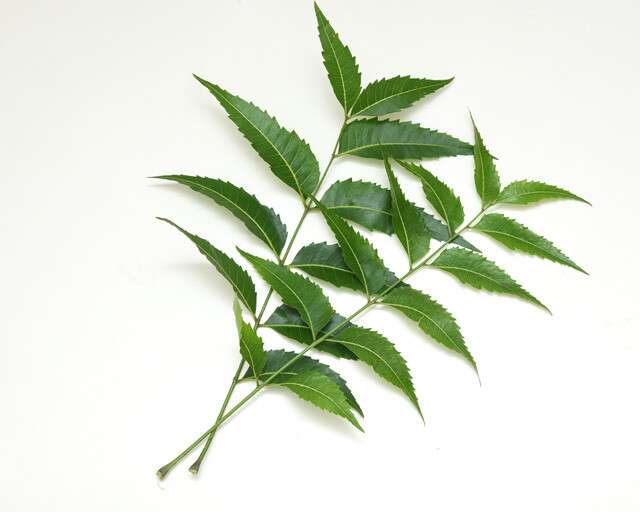 Neem face pack cause allergies?