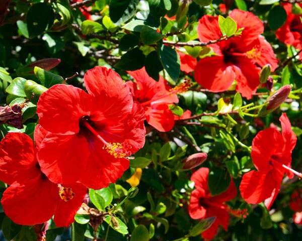 Effective Ways To Use Hibiscus For Your Hair | Femina.in
