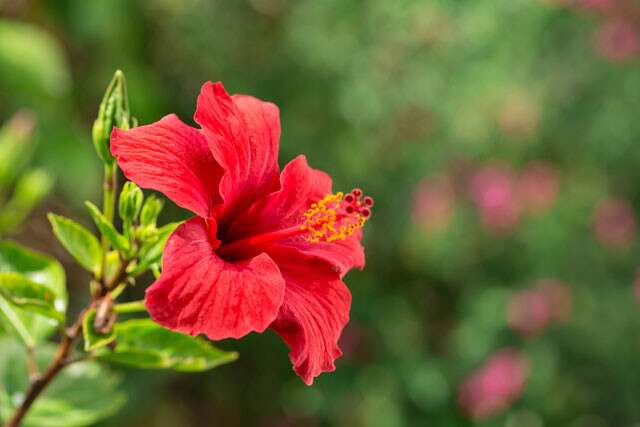 Effective Ways To Use Hibiscus For Your Hair 