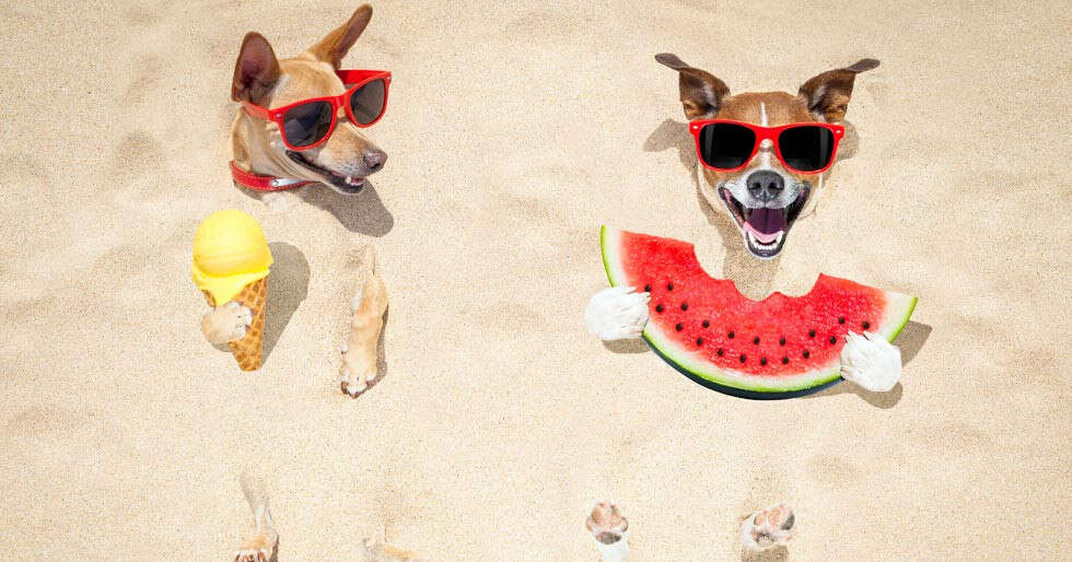 Treat Your Pooches With These Vet-Approved Frozen Treats This Summer