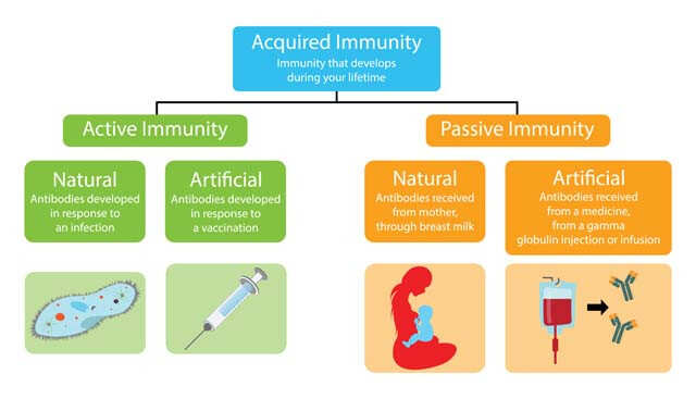 active-immunity-definition-types-and-examples