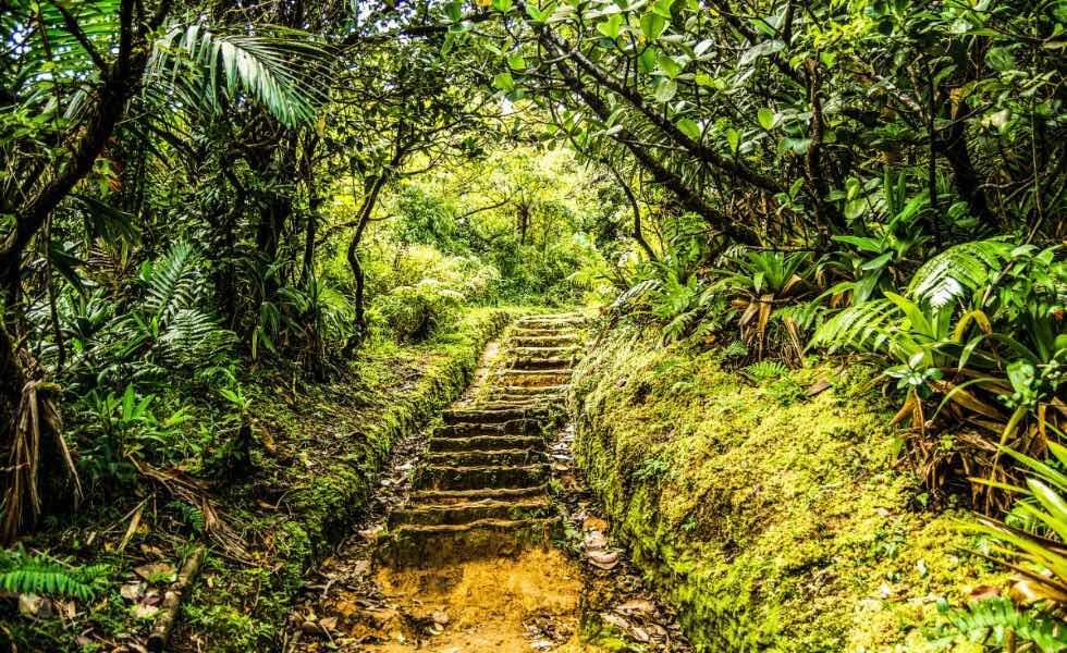 Dominica hiking trail