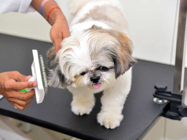 Do Not Miss Your Pet's Grooming Sessions. Here's Why 