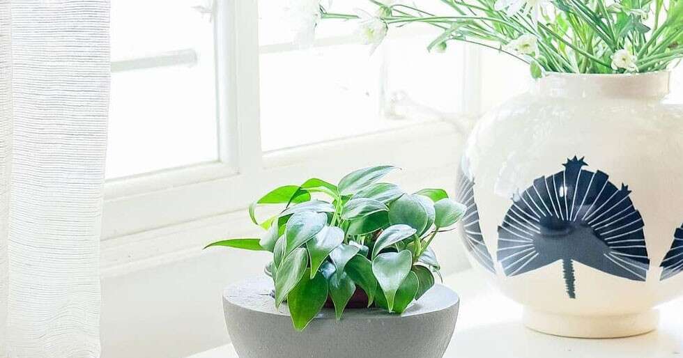 5 Ways To Dress Your Living Room With Designer Indoor Planters