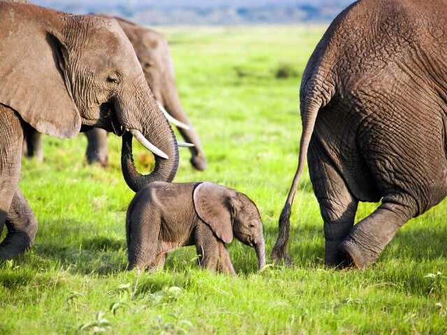 t Kenyan baby elephant boom