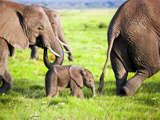 Kenya Had an Elephant 'Baby Boom' and Now You Can Adopt One