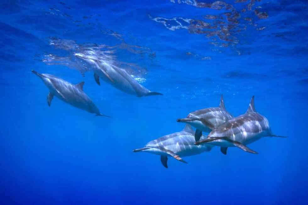 #WhenWeTravelAgain: Hawaii Bans Swimming With Spinner Dolphins | Femina.in