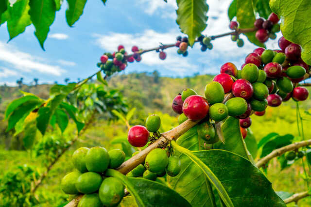 Benefits of Green Coffee | Femina.in