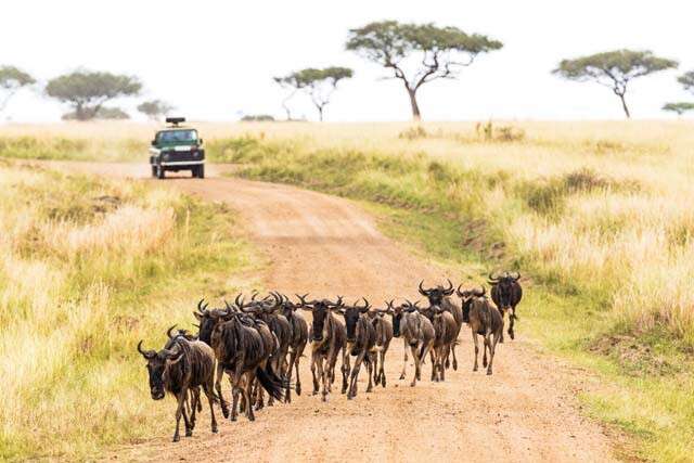 Le Kenya s'ouvre aux Indiens Maasai Mara