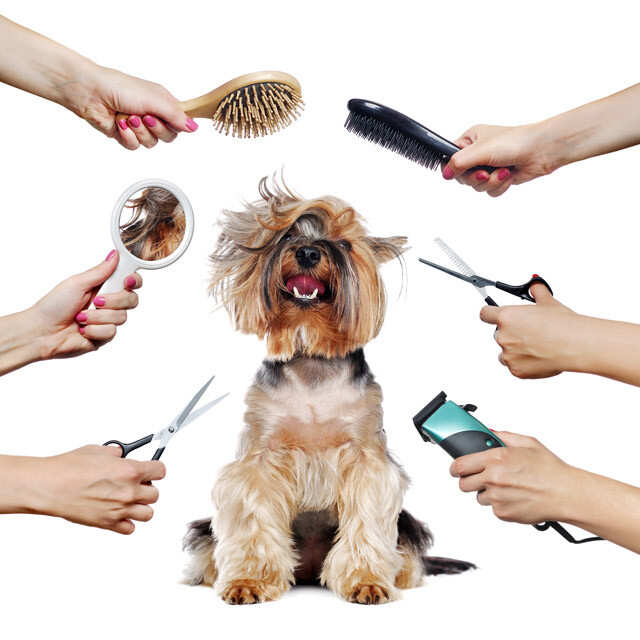 Keep Your Home Free of Pet Hair