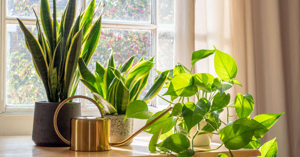 How To Add Greenery To Your Home? | Femina.in