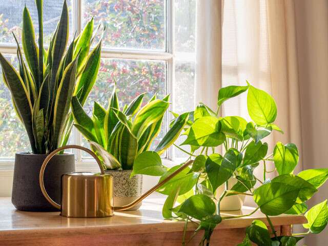 How To Add Greenery To Your Home? | Femina.in
