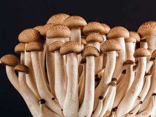 Why Is Mushroom Exploding As An Ingredient In The Beauty World?