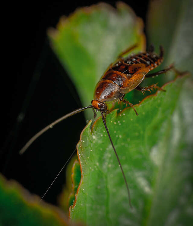 bronx zoo roach valentines day