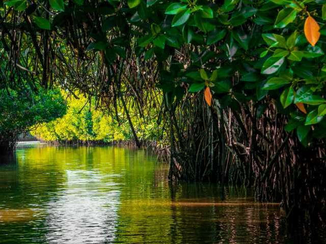 t - chidambaram - mangrove