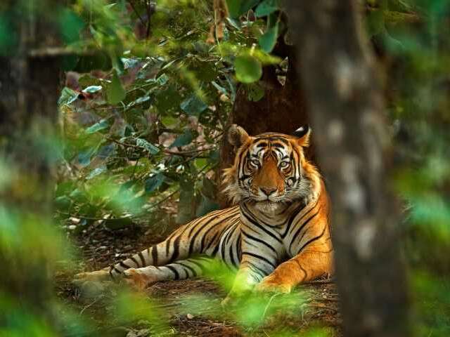 Rajasthan tiger reserve