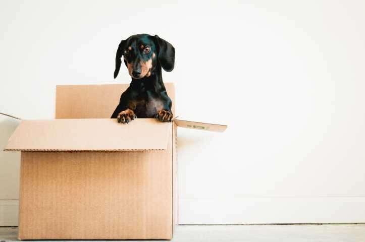 Pet proofing your home