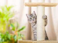 Simple Ways To Pet Proof Your House