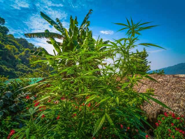 Cannabis is legal in Thailand