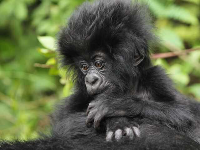 Save the gorilla with GorillaGram