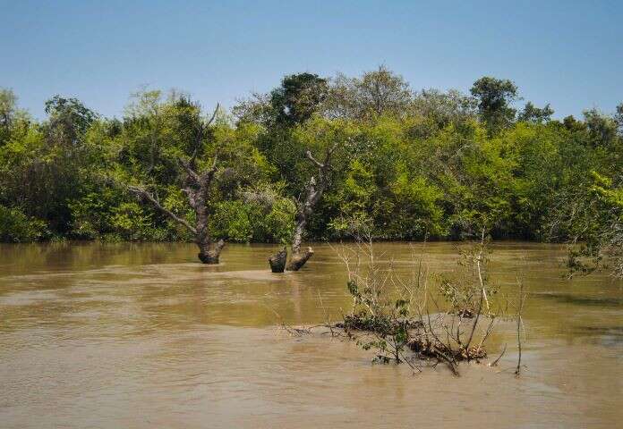 Bhitarkanika National Park is open again - mangroves