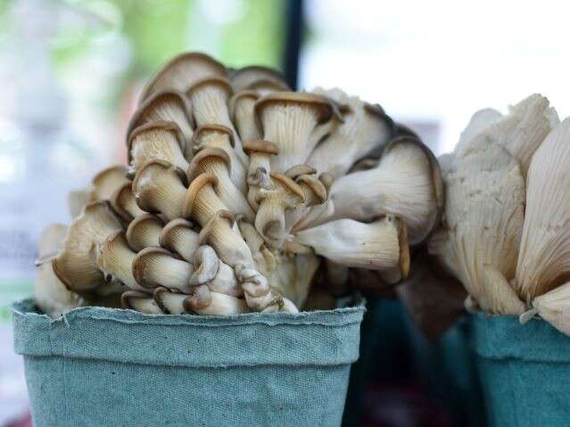 Mushroom Festival in Countryside of Philadelphia 1