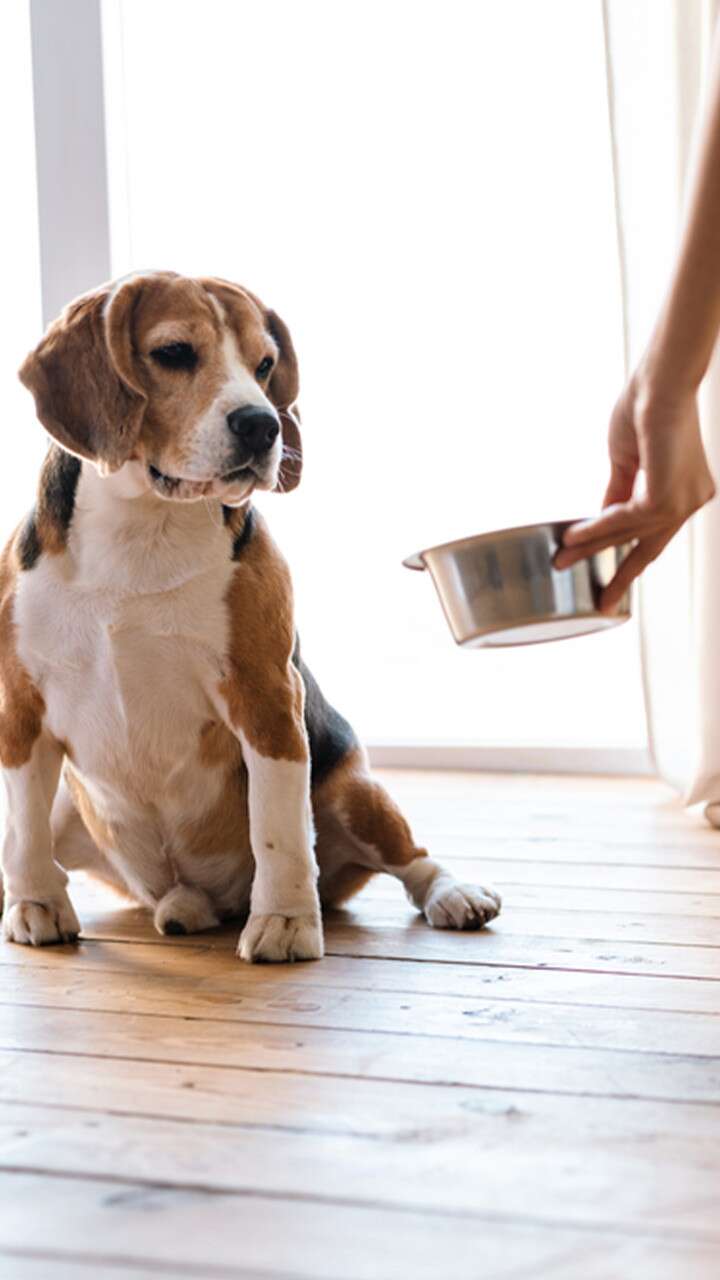 6 Essential Nutrients and Foods For Pets