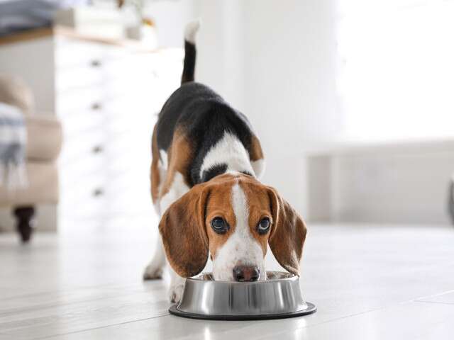 Know The Do’s And Don’ts While Feeding Your Furry Friend