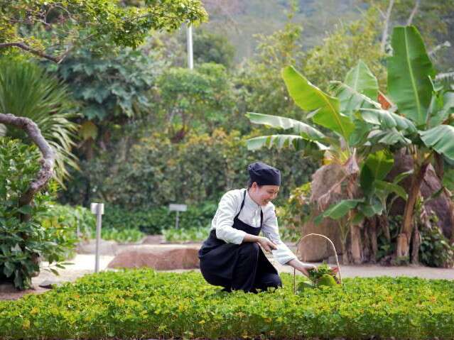 Dining experiences in Vietnam - Organic Garden at Six senses Ninh Van Bay , Vietnam