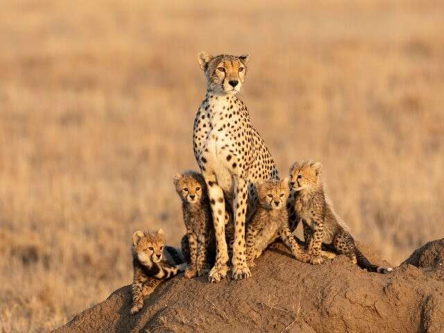 Make that African safari more affordable - cheetahs in the Serengeti