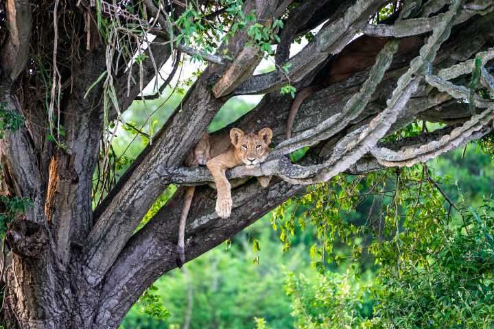 Make that African safari more affordable - lion on a tree in Queen Elizabeth National Park, Uganda