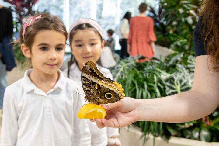 Richard Gilder Centre in New York - Butterfly Vivarium 