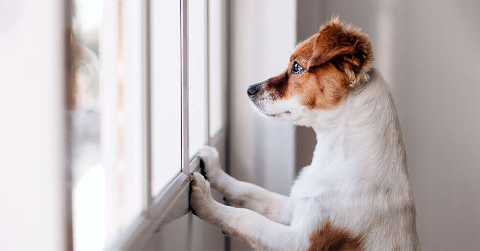 Essential Tips For 'Paw'rents While Leaving Your Pet Home Alone - Vimarsana News