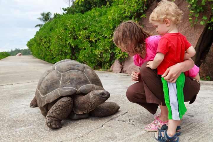 Seychelles for a family holiday - Aldabra giant tortoises