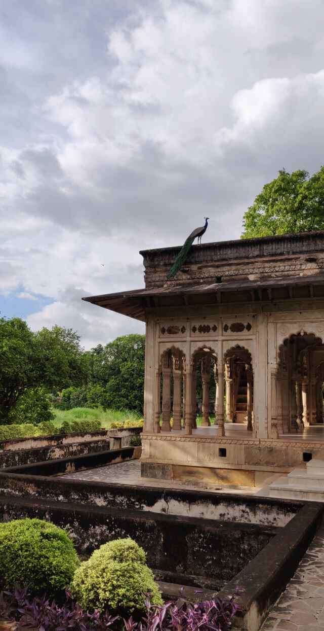 Staycations from Delhi - a beautiful peacock perched on the Baradari at Deobagh Gwalior