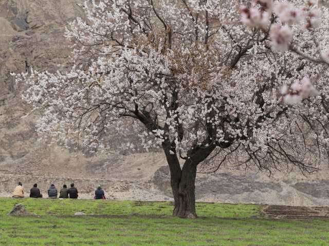 Apricot Blossom Festival in Ladakh