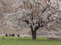 Move Over, Cherry Blossom! Ladakh’s Apricot Blossom Festival Is Up Next!