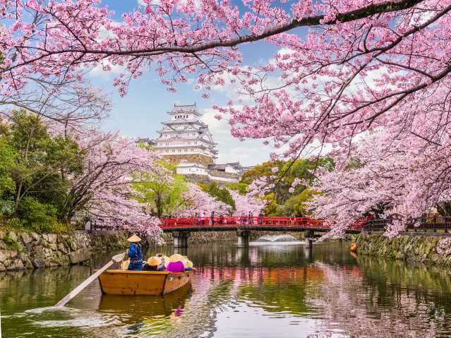 Cherry blossom season in Japan - Himeji Castle