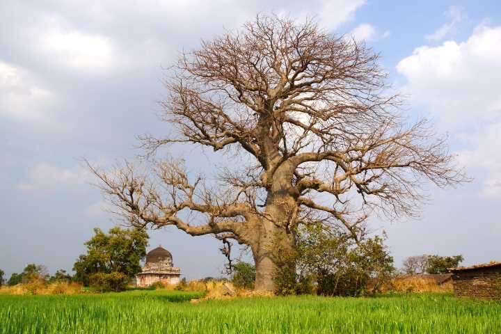 Mandu - baobab tree